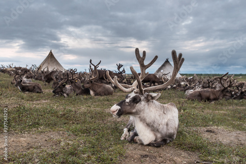 Wallpaper Mural a large herd of reindeer against the background of the plague Torontodigital.ca