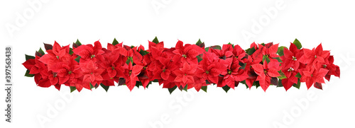 Christmas traditional Poinsettia flowers on white background, top view. Banner design
