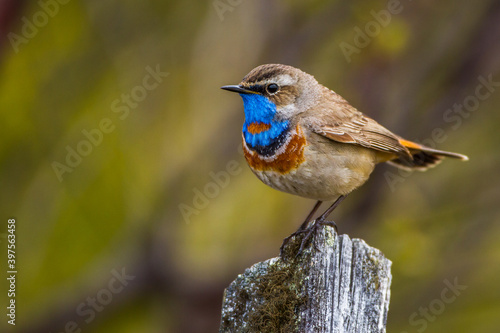 Rotsterniges Blaukehlchen (Luscinia svecica svecica) Männchen photo