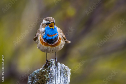 Rotsterniges Blaukehlchen (Luscinia svecica svecica) Männchen photo