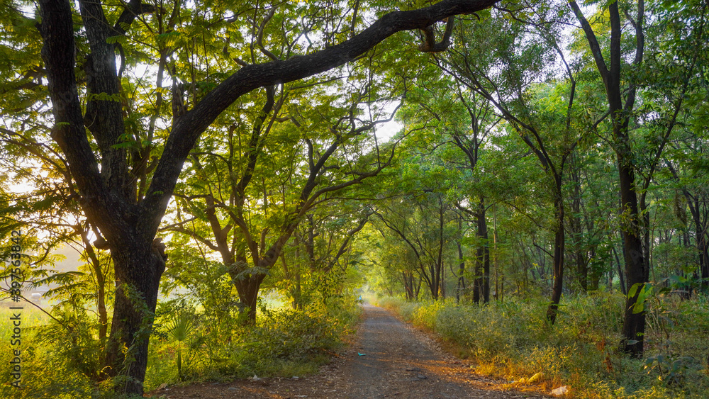 Naklejka premium Landscape of golden hour sunset in the forest of Mumbai's Aarey colony.
