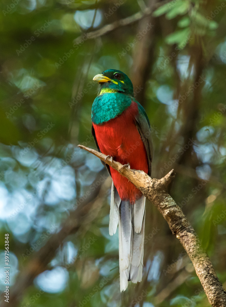 Beautiful Narina Trogon perched on a branch in the morning light displaying his red chest. Beautiful Narina Trogon perched on a branch in the morning light displaying his red chest.