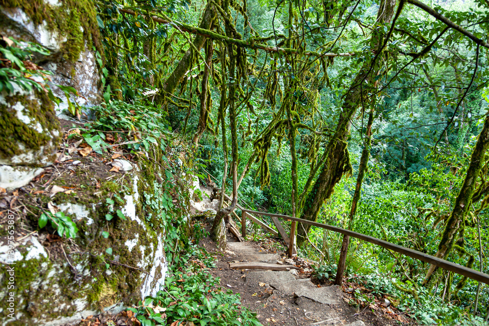 Forest.Green wild forest in the Caucasus mountains in summer in good weather. Forest.Green wild forest in the Caucasus mountains in summer in good weather.