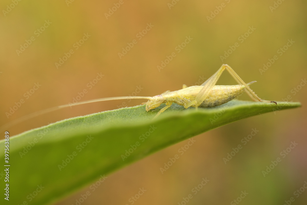 Tree crickets on wild plants, North China Tree crickets on wild plants, North China