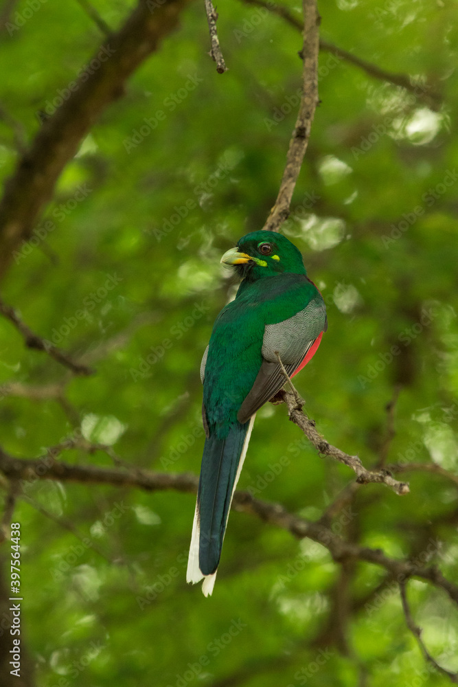 Narina Trogon sitting on a branch with dense green background of leaves while looking back over his shoulder. Narina Trogon sitting on a branch with dense green background of leaves while looking back over his shoulder.