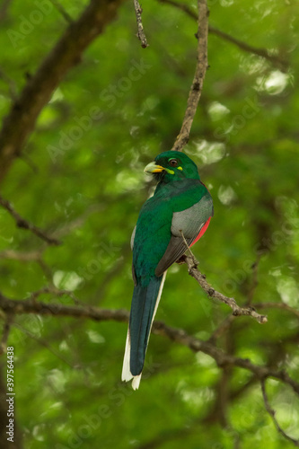 Narina Trogon sitting on a branch with dense green background of leaves while looking back over his shoulder.