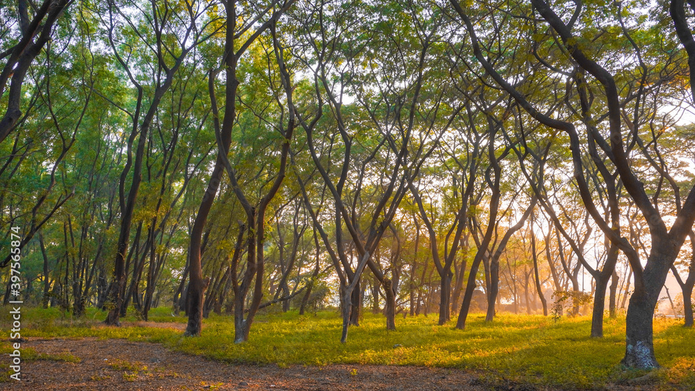 Fototapeta premium Landscape of golden hour sunset in the forest of Mumbai's Aarey colony.