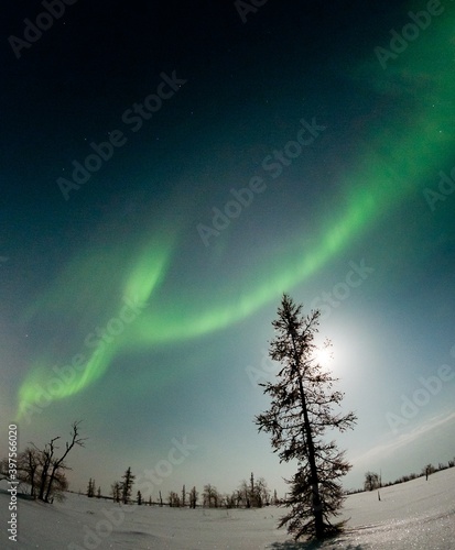 beautiful winter Northern lights with trees