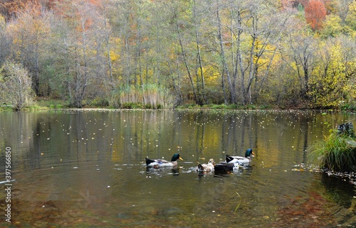 ducks swim across the lake in the fall © oljasimovic