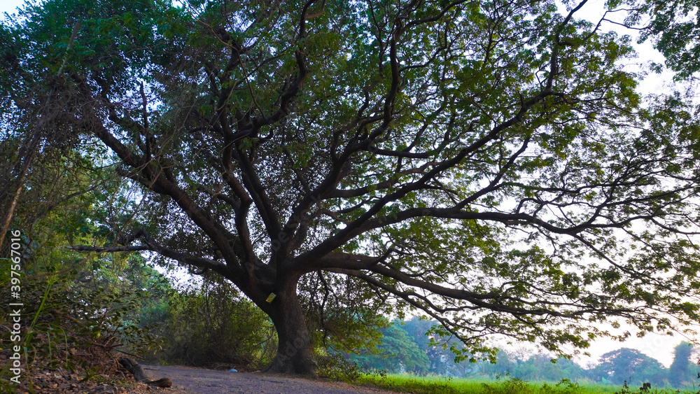 Landscape of golden hour sunset in the forest of Mumbai's Aarey colony. Landscape of golden hour sunset in the forest of Mumbai's Aarey colony.