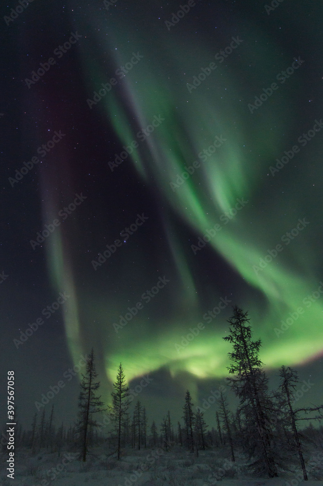 beautiful winter Northern lights with trees