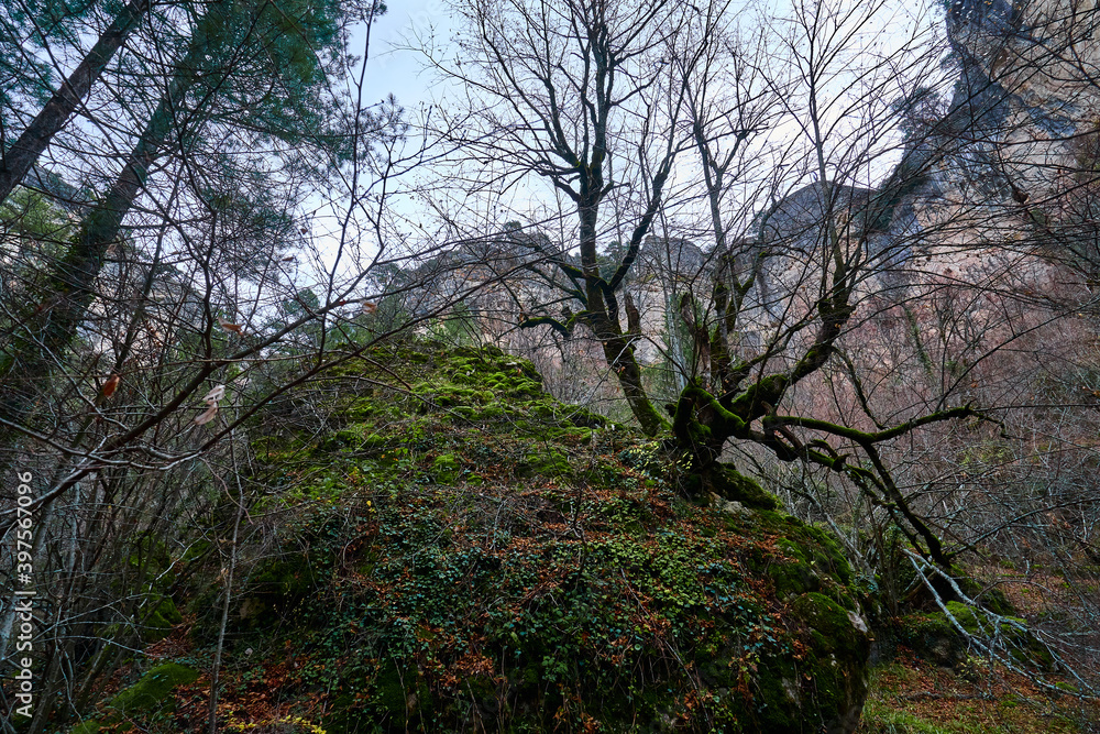 Bosque en invierno con musgo verde y hojas marrones Bosque en invierno con musgo verde y hojas marrones