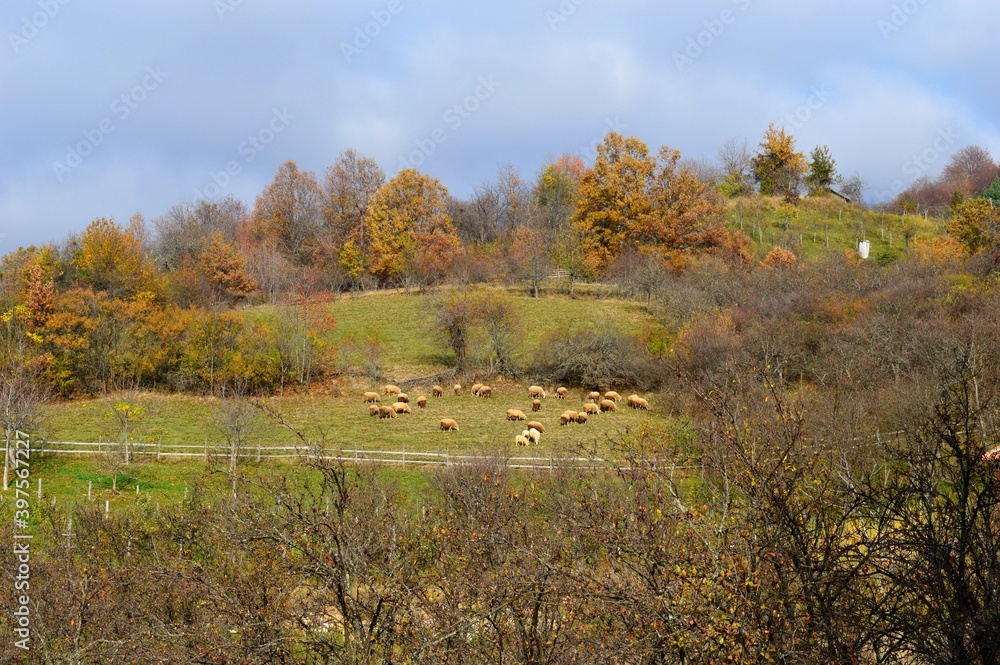 a flock of sheep grazing in a meadow