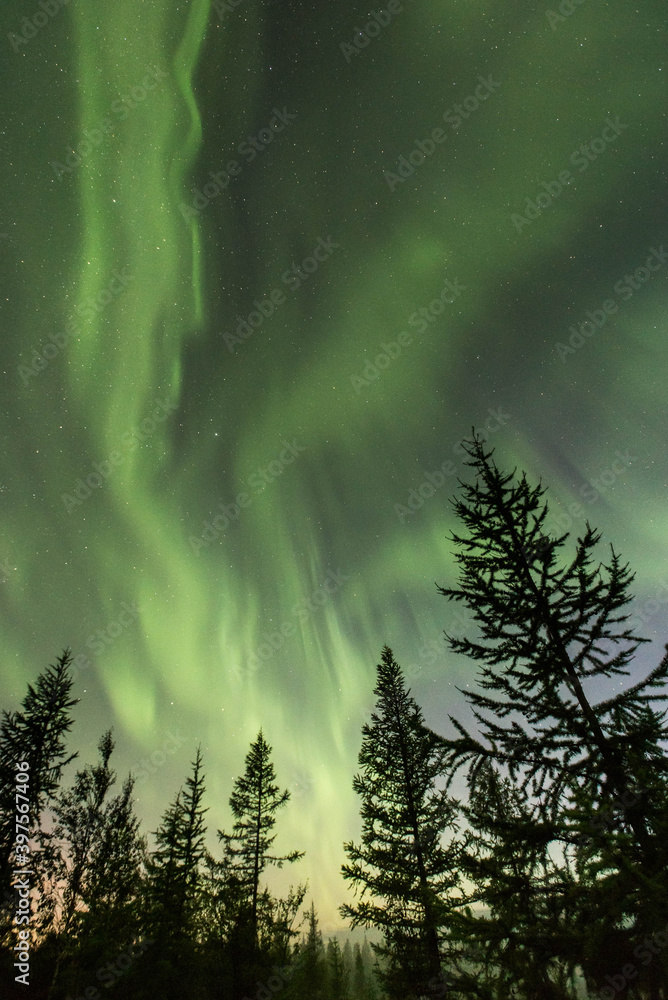Northern lights through the trees Northern lights through the trees