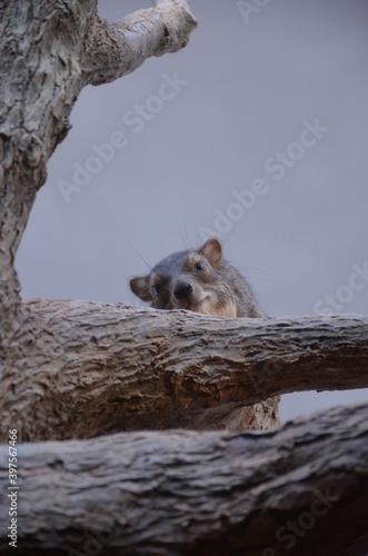 Bush hyrax or Yellow-spotted rock dassie, Heterohyrax brucei photo