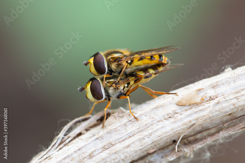 Hoverflies mating on a dead stem photo