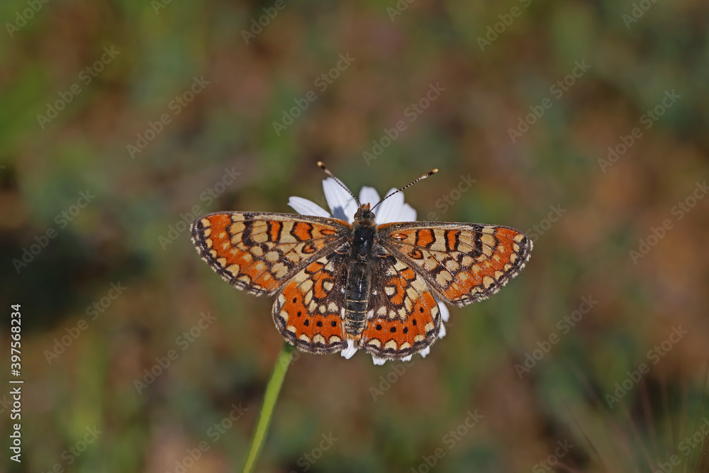 Beautiful nazuğum butterfly ; Euphydryas aurinia Beautiful nazuğum butterfly ; Euphydryas aurinia