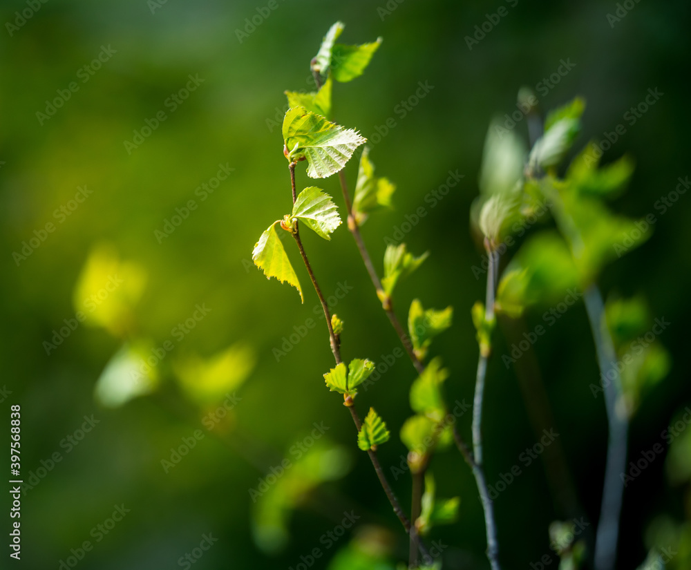 Obraz premium A beautiful, fresh green birch tree leaves in the spring day. Spring seasonal scenery.