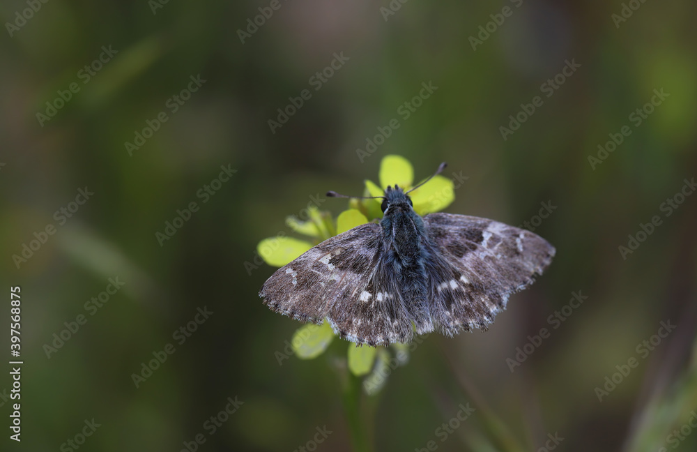Fototapeta premium Orient Bouncer butterfly / Carcharodus orientalis