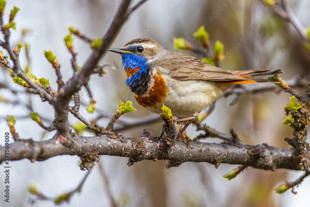 Fototapeta premium Rotsterniges Blaukehlchen (Luscinia svecica svecica) Männchen