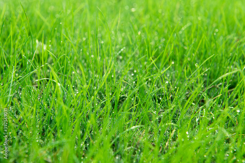 Close up of fresh thick grass with water drops in the early morning