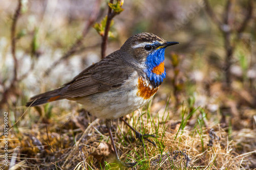 Rotsterniges Blaukehlchen (Luscinia svecica svecica) Männchen photo