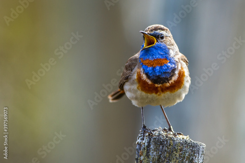 Rotsterniges Blaukehlchen (Luscinia svecica svecica) Männchen photo