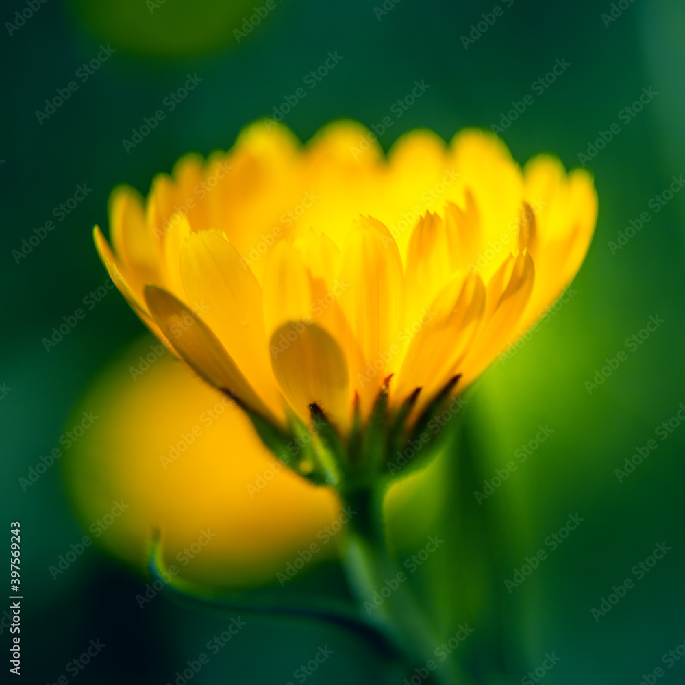 Fototapeta premium A beautiful, golden calendula flowers growing and blooming in the garden. Shallow depth of field photo. Yellow marigold herbal tea ingredient, vegan, organic.