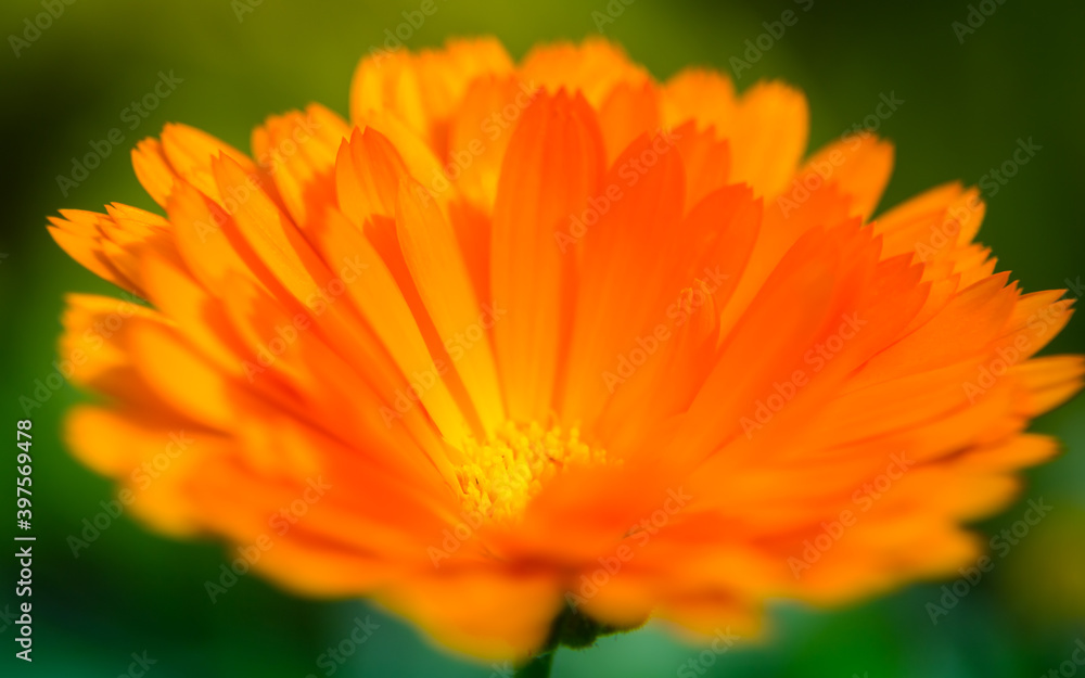 A beautiful, golden calendula flowers growing and blooming in the garden. Shallow depth of field photo. Yellow marigold herbal tea ingredient, vegan, organic. A beautiful, golden calendula flowers growing and blooming in the garden. Shallow depth of field photo. Yellow marigold herbal tea ingredient, vegan, organic.