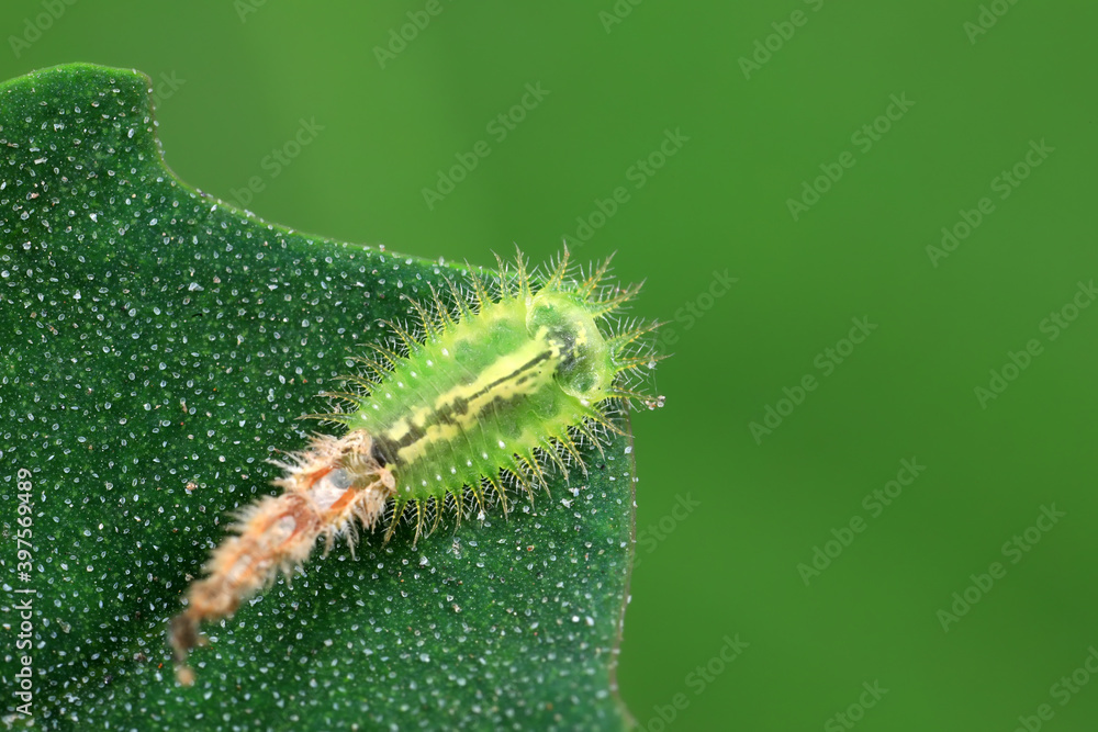 Carabidae insect larva live on green leaves