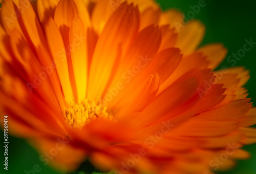 A beautiful  golden calendula flowers growing and blooming in the garden. Shallow depth of field photo. Yellow marigold herbal tea ingredient  vegan  organic.