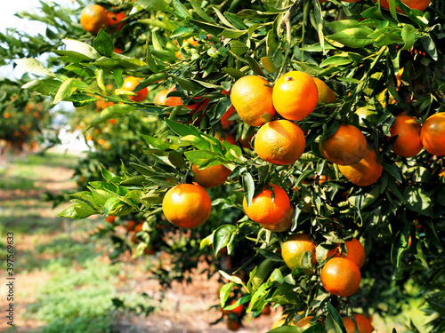 Tangerines on a citrus plantation