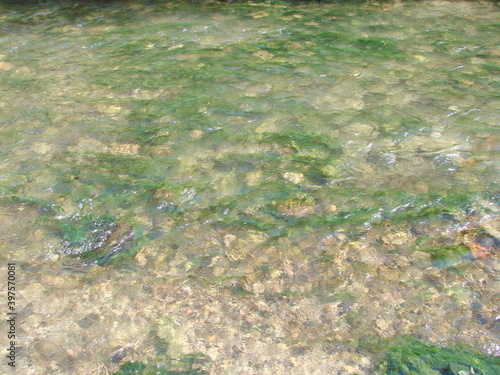 A variety of algae of an incredible number of shades of green can be seen through the prism of the water of a transparent mountain river.