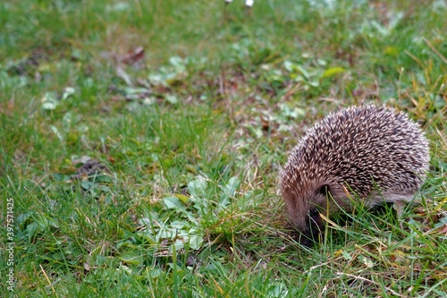 European hedgehog, in Latin called Erinaceus europaeus, looking for food on a late autumn day. It is placed in the right half of the picture with a lot of copy space. Grass as a background.