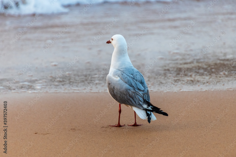 Seagull at the beach looking out to sea Seagull at the beach looking out to sea