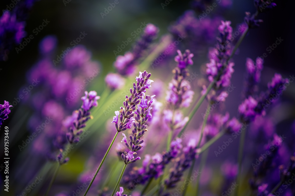 Fototapeta premium Beautiful closeup of lavender flowers in the garden. Sweet scented natural, vegan ingredient