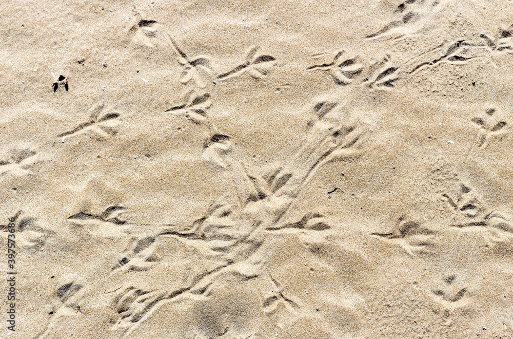 Texture of sand with bird tracks close-up Texture of sand with bird tracks close-up