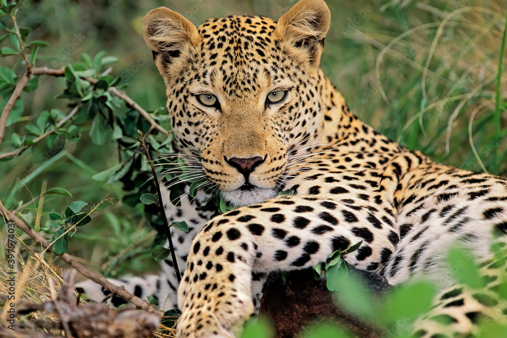 A leopard (Panthera pardus) resting in natural habitat, South Africa. A leopard (Panthera pardus) resting in natural habitat, South Africa.