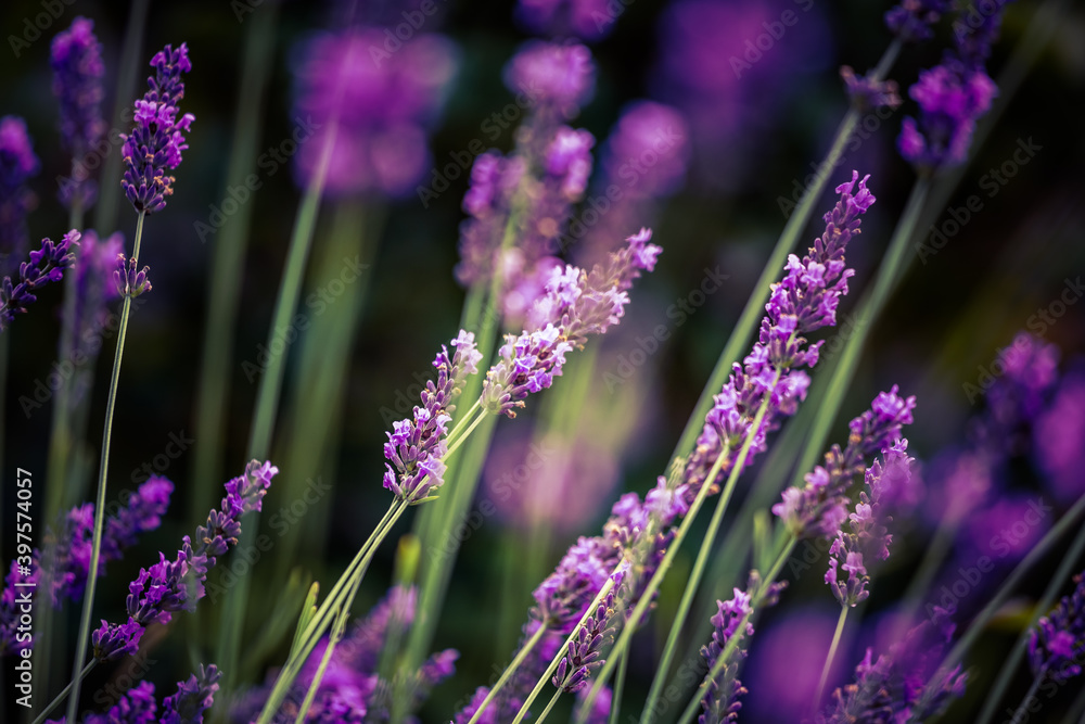 Obraz premium Beautiful closeup of lavender flowers in the garden. Sweet scented natural, vegan ingredient