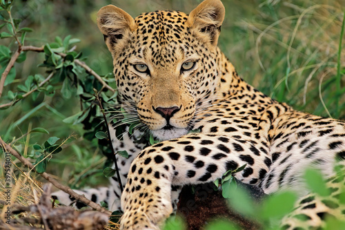 A leopard  Panthera pardus  resting in natural habitat  South Africa.