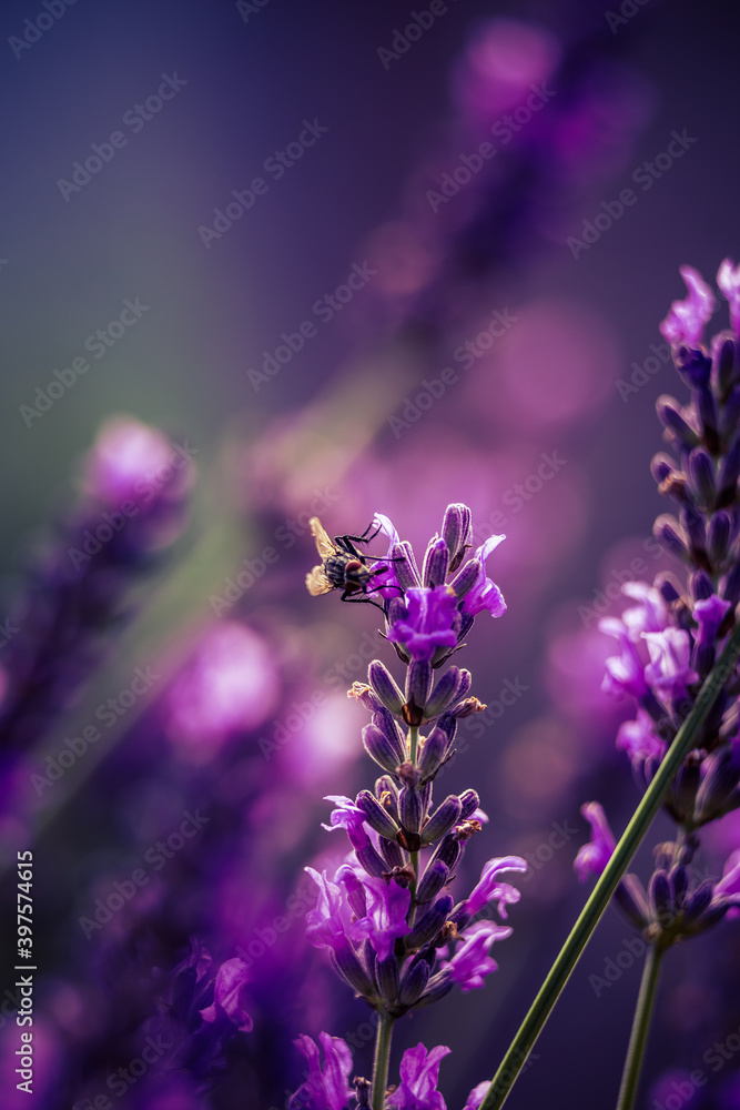 Fototapeta premium Beautiful closeup of lavender flowers in the garden. Sweet scented natural, vegan ingredient