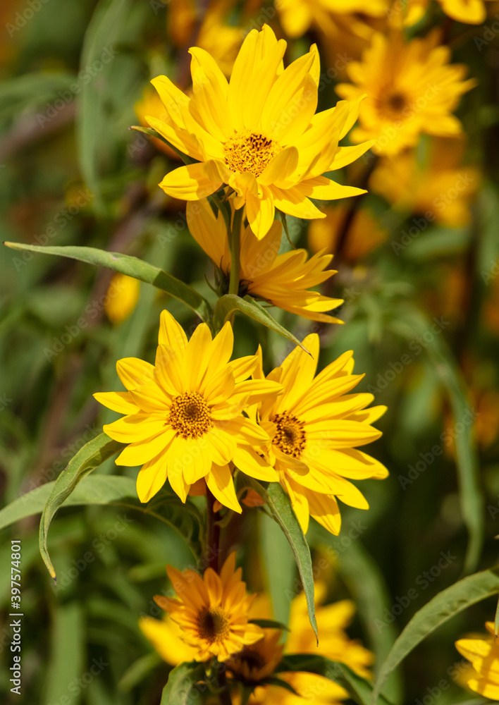 Beautiful yellow flowers in nature Beautiful yellow flowers in nature