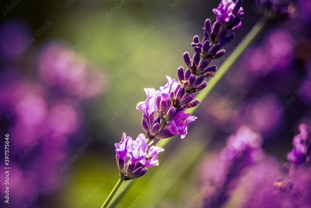 Beautiful closeup of lavender flowers in the garden. Sweet scented natural, vegan ingredient Beautiful closeup of lavender flowers in the garden. Sweet scented natural, vegan ingredient