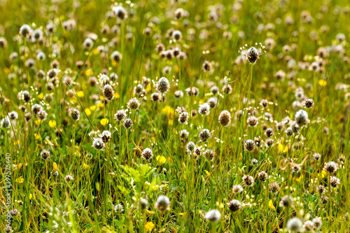 Spring plants on a meadow on a sunny day. Background.