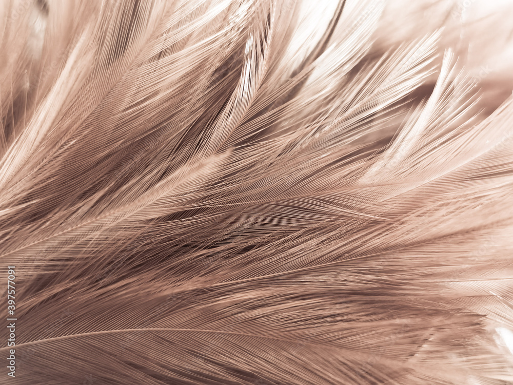 Beautiful abstract white and brown feathers on white background and