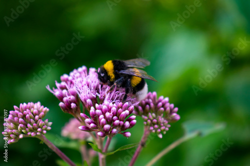 Italy, Trentino, Garda Lake - 26 July 2020 - A Bumblebee is pollinating a flower © Stefano