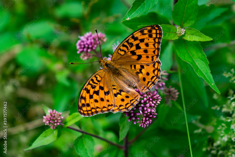 Italy, Trentino, Garda Lake - 26 July 2020 - Wonderful orange and black butterfly Italy, Trentino, Garda Lake - 26 July 2020 - Wonderful orange and black butterfly