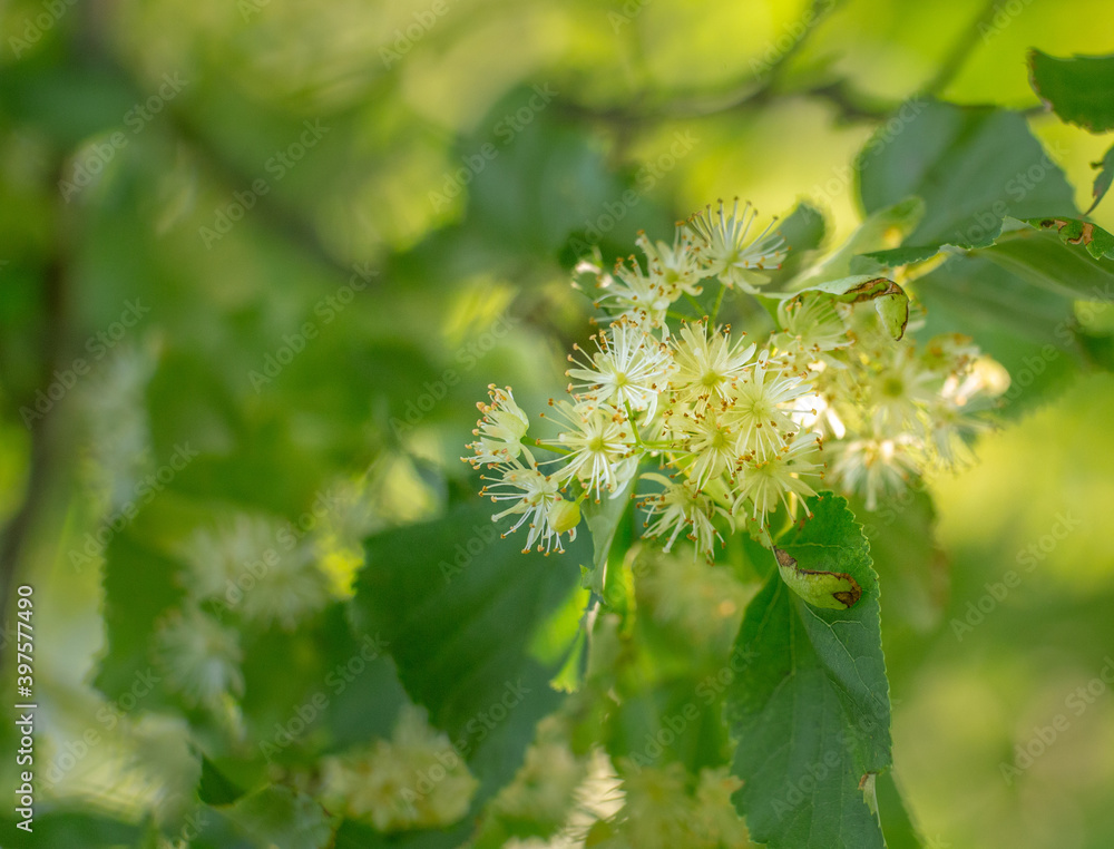 Fototapeta premium Beautiful linden tree blossoms in the summer. Medicinal, herbal, vegan, organic tea.