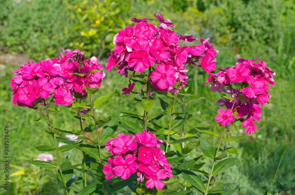 Pink Phlox flowers blooms in the summer garden Pink Phlox flowers blooms in the summer garden