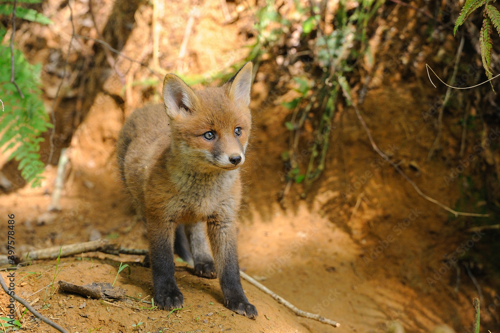 Fototapeta premium Portrait of a young fox at the entrance of his burrow